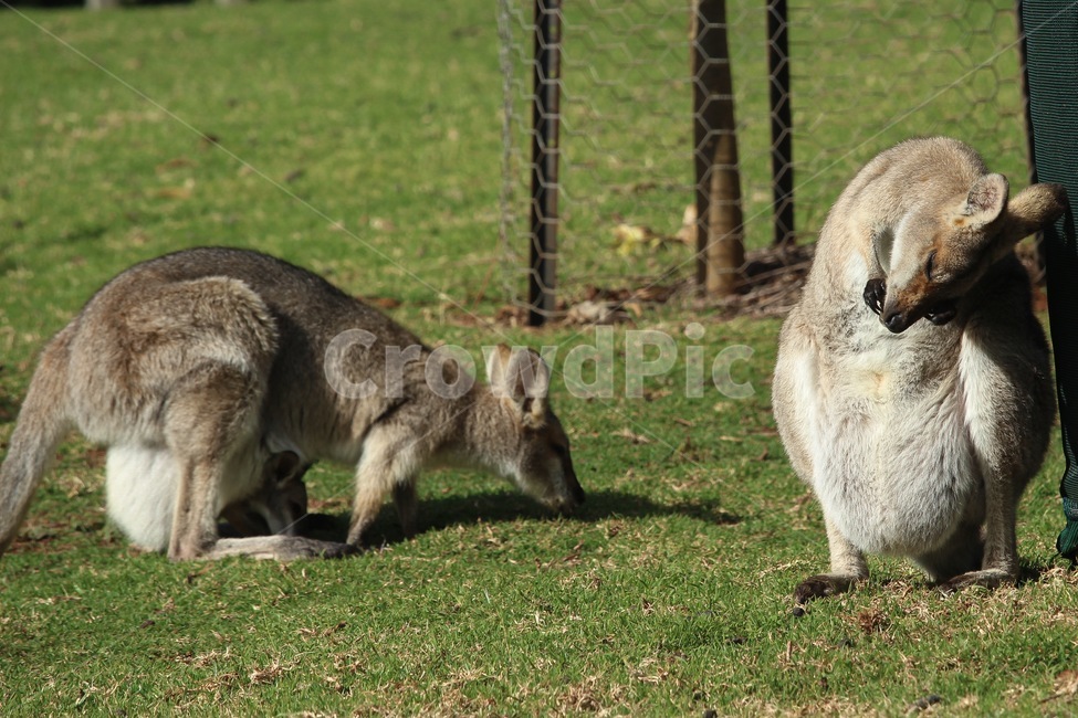 왈라비새끼,엄마왈라비,새끼주머니,와일드라이프,새끼왈라비,wildlife,wallaby,motherwallaby,babywallaby,australia,동물,animal,포유류,mammal