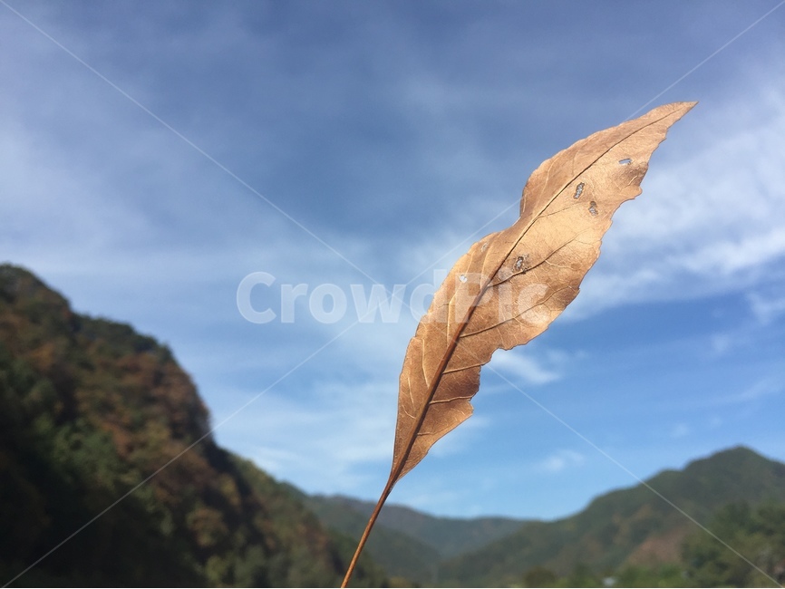 하늘,가을,낙엽,시작,힐링,가을,계절,fall,autumn,season,식물,자연,plants,nature