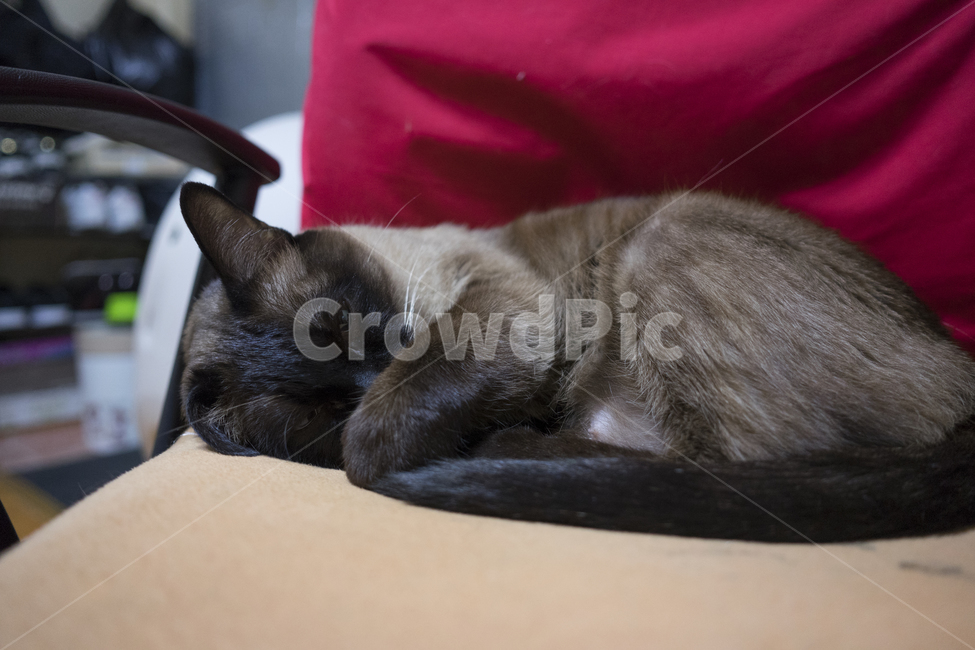 고양이,옥탑방고양이,길고양이,cat,애완묘,샴고양이,자는고양이,졸린고양이,동물,animal,포유류,mammal,고양이,cat,kitten,kitty
