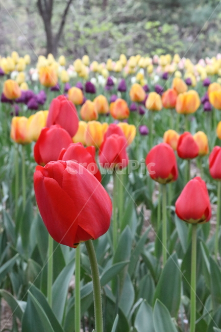 꽃,튤립,꽃길,꽃밭,봄,계절,공원,자연,풍경,색깔,flowers,tulips,spring,field,park,landscape,nature,colors,colorful,season,봄날,봄,계절,spring,season,식물,자연,plants,nature,꽃,flower,plant,blossom