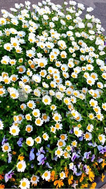 꽃,흰꽃,화단,흰꽃잎,만발,만개,풍성함,들꽃,꽃들,작은꽃,데이지꽃,흰데이지