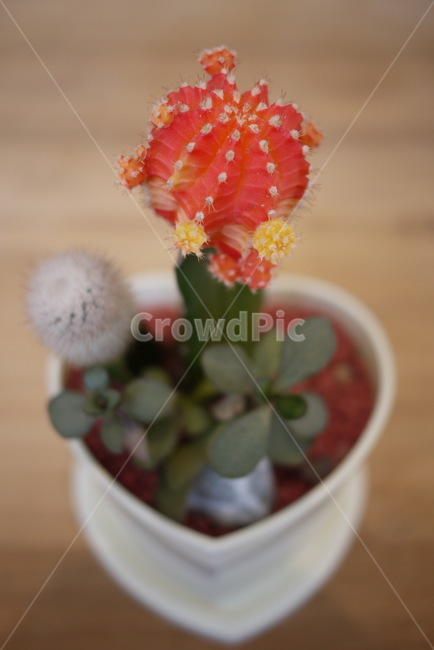 plant,식물,꽃,선인장,화분