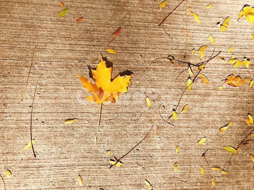 낙엽,가을,배경,노랑,단풍,자연,나뭇잎,가을,계절,fall,autumn,season,leaf,잎,plant,식물,tree,나무