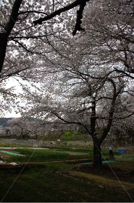 진해,벚꽃,나무,식물,봄,풍경,봄,계절,spring,season,plant
