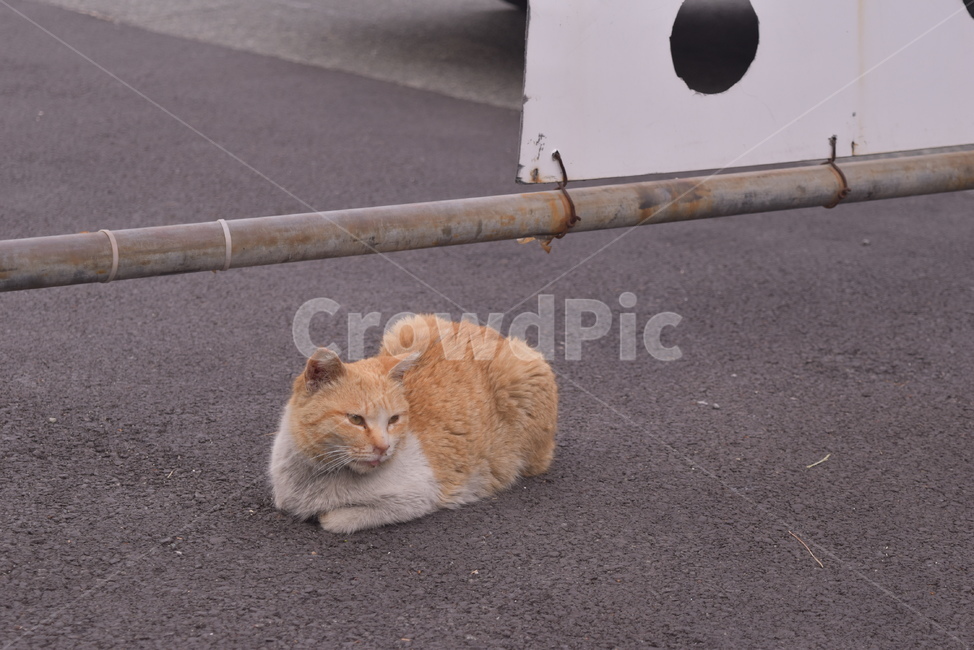 고양이,귀여운,동물,코리안숏헤어,길고양이,동물,animal,포유류,mammal,고양이,cat,kitten,kitty