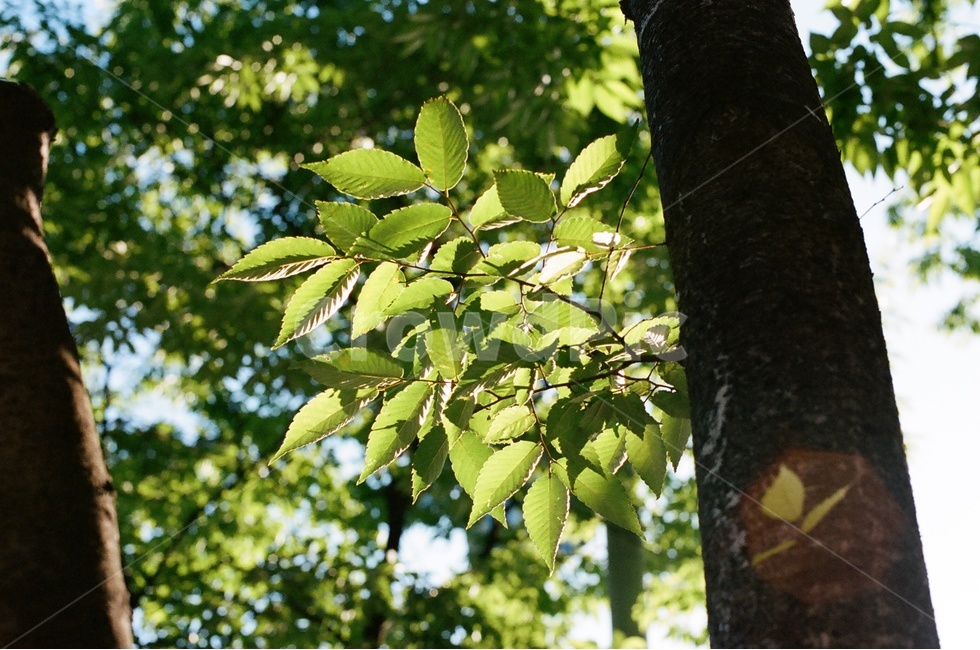 태양,맑은날,하늘,나뭇잎,새싹,초록,자연,풍경,nature,landscape,식물,plants,나무,trees,wood,plant,leaf,잎,tree,tree trunk,나무 줄기