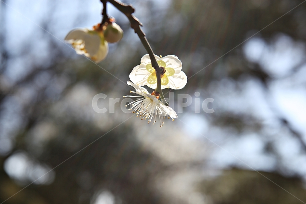 매화곷,매화,꽃,꽃잎,봄꽃,봄,식물,자연,공원,식물,자연,plants,nature,꽃,flower