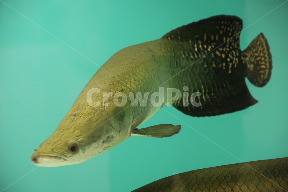피라루크,물고기,민물고기,동물,pirarucu,열대어,tropicalfish,동물,animal,어류,물고기,fish
