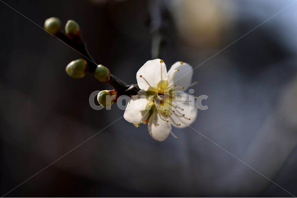 꽃,매화,흰색,전령사,봄,식물,자연,plants,nature,꽃,flower