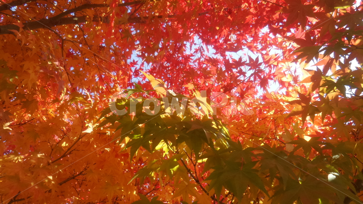 단풍,단풍나무,목련강,무환자나무목,관상수,낙엽활엽관목,정원수,붉은색단풍,가을,계절,fall,autumn,season,식물,자연,plants,nature,leaf,잎,plant,tree,나무,maple