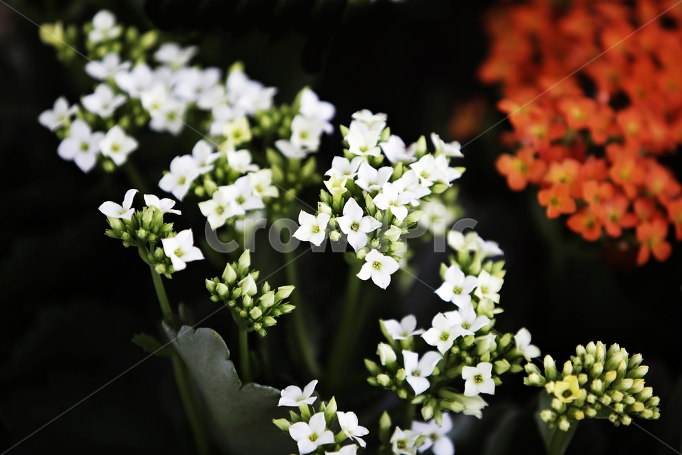 칼랑코에,kalanchoe,다육식물,꽃사진,식물,식물,자연,plants,nature,꽃,flower