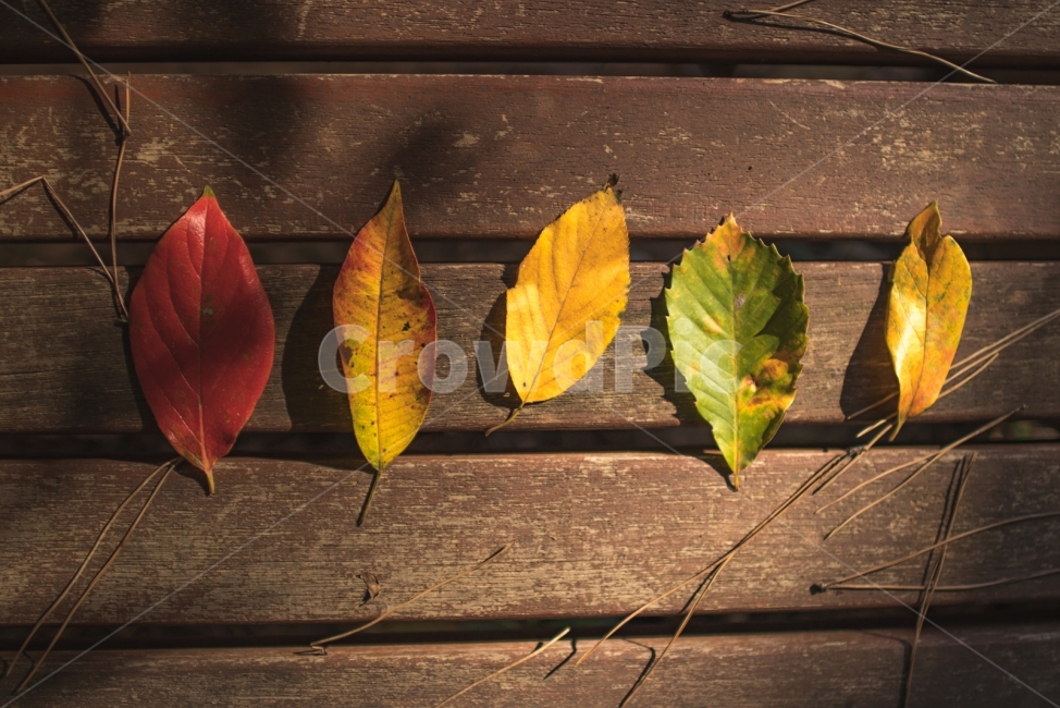 가을,분위기,스냅,부산,한국,단풍,색깔,가족,단체,가을,계절,fall,autumn,season,식물,자연,plants,nature,leaf,잎,plant,fruit,과일,food,음식,pineapple,파인애플,veins,정맥