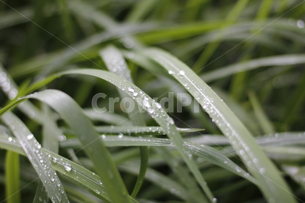 plant,waterdrop,leaf,grass,droplet,식물,물방울,잔디,작은물방울,식물,자연,plants,nature