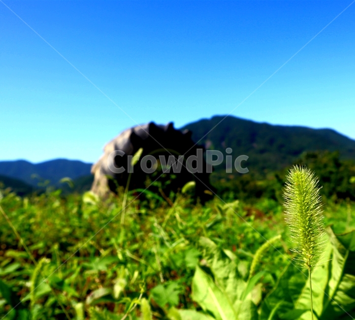 자연,plant,식물,잔디,타이어,하늘,파랑,산,식물,자연,plants,nature