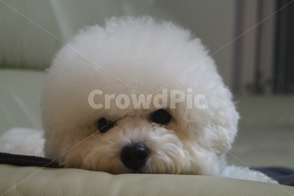 강아지,비숑,반려견,반려동물,비숑프리제,bichon,pet,puppy,동물,animal,포유류,mammal,개,강아지,dog,doggy