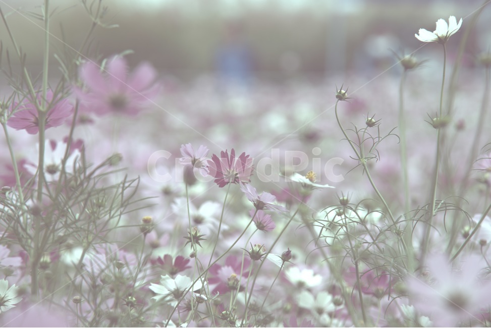 cosmos,가을,외로움,코스모스,쓸쓸함,찬바람,가을,계절,fall,autumn,season,식물,자연,plants,nature,꽃,flower,감성,sensible,feeling,plant