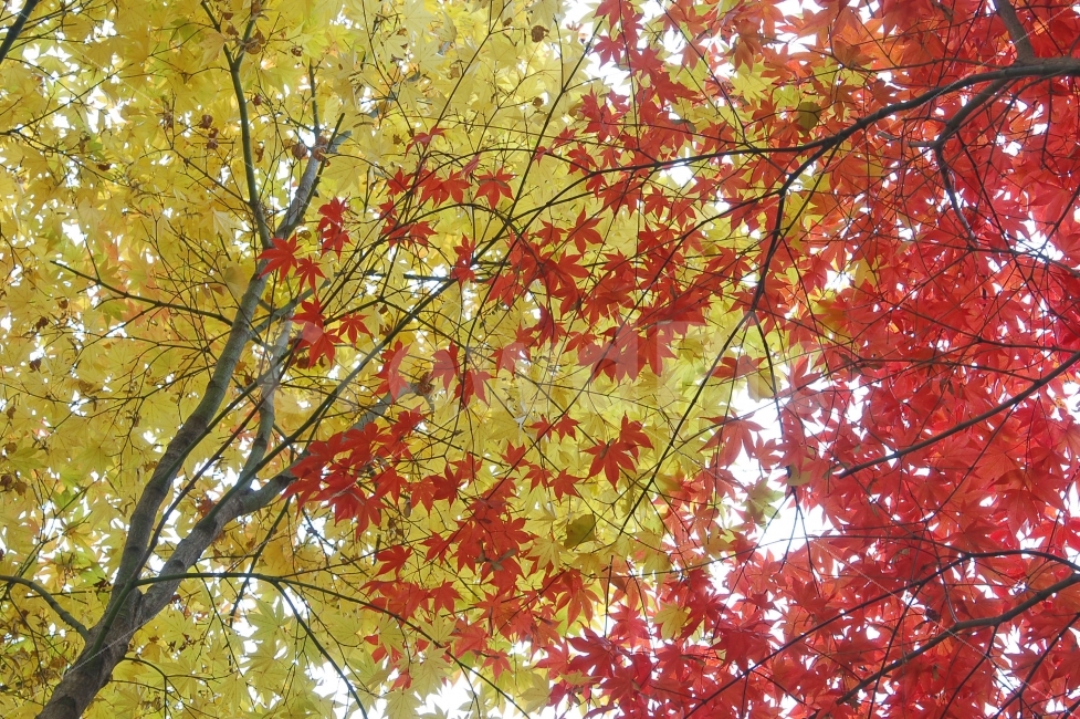 단풍,가을,나뭇잎,자연,빨강,노랑,칼라,컬러,컬러풀,배경,백그라운드,숲,식물,나무,단풍나무,나뭇가지,자연,풍경,nature,landscape,가을,계절,fall,autumn,season,plant,leaf,잎,tree,maple
