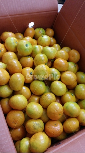 귤,과일,음식,food,노란색,오렌지색,citrusfruit,감귤류과일,감귤,밀감,fruit