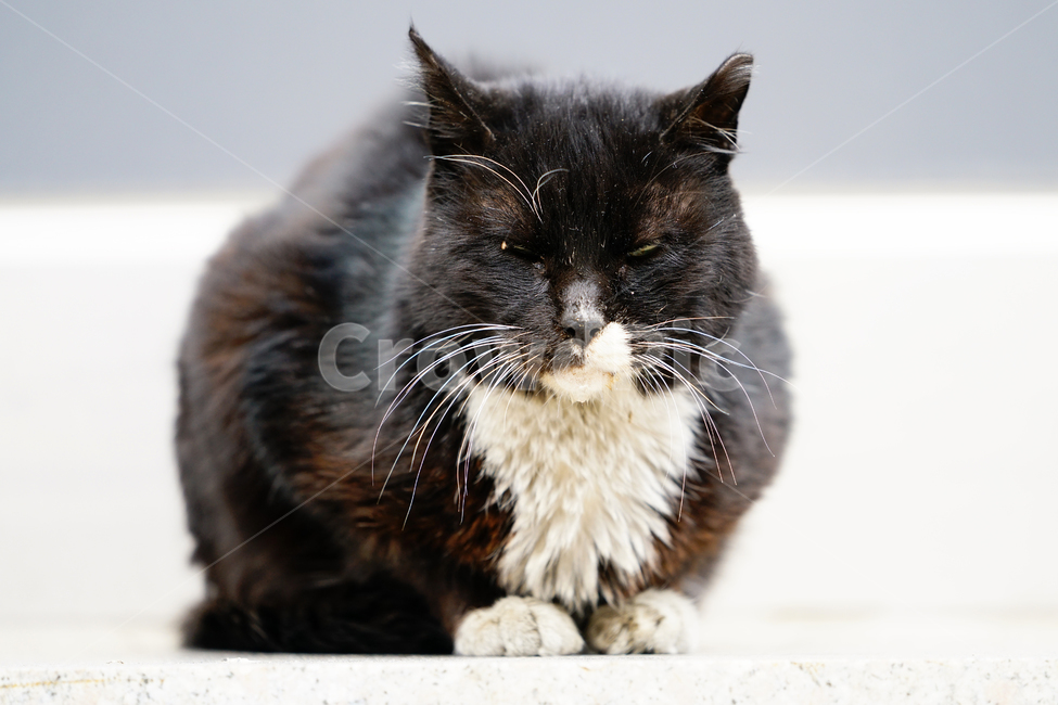 고양이,길고양이,길냥이,야옹이,냐옹이,냥냥이,반려묘,애완묘,반려동물,애완동물,야생동물,펫,캣,mammal,animal,pet,cat,동물,animal,포유류,mammal,고양이,cat,kitten,kitty