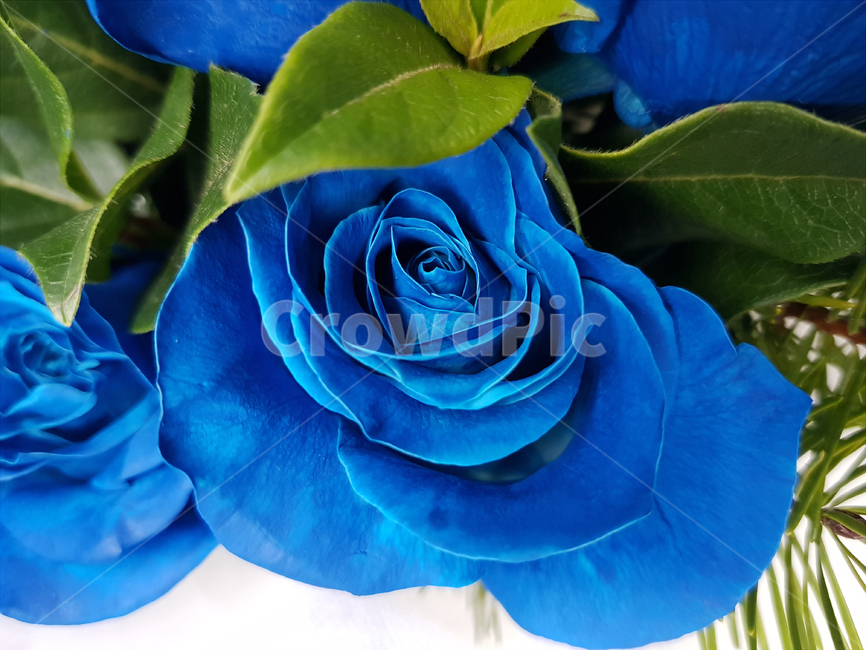 blue,장미,rose,꽃,flower,꽃,flower