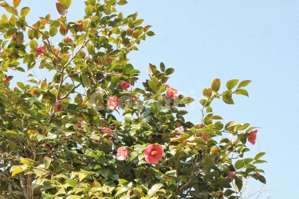 봄,꽃,spring,flower,동백꽃,순천,금둔사,감성,봄,계절,spring,season,식물,자연,plants,nature,꽃,flower,감성,sensible,feeling,plant,fruit,과일,food,음식