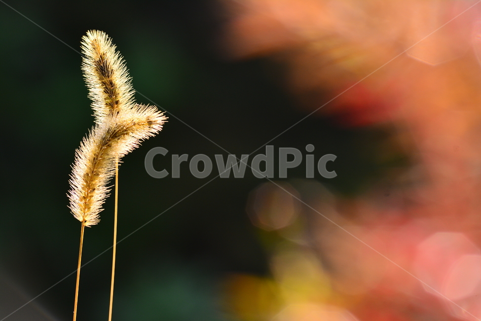 강아지풀,들꽃,계절,시즌,단풍,빛바랜,야생화,가을꽃,보케,빛망울,서정,감성,느낌,필,분위기,바탕,배경,autumn,fall,flowers,harmony,color,10월,11월,가을서정,가을분위기,가을느낌,가을이미지,emotion,sensible,feeling,아련한,몽환적,가을,계절,fall,autumn,season,식물,자연,plants,nature,감성,sensible,feeling,grass,잔디,plant,lawn