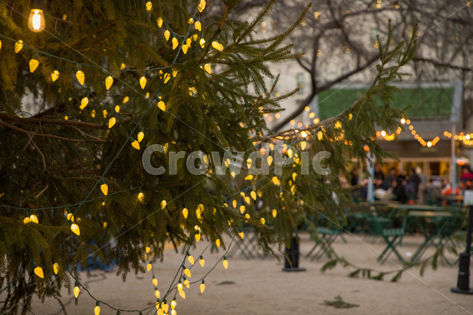 beautiful,bright,closeup,color,design,fall,garden,green,leaf,light,madisonsquarepark,outdoor,park,plant,season,tree,yellow,장식,식물,나무,트리,빛,플레어,크리스마스트리,노란빛,노랑,공원,야외,전등