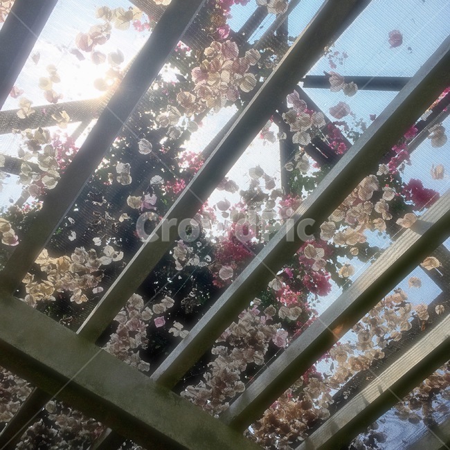 빛,light,벚꽃,꽃잎,꽃,지붕,옥외,정원,정자,garden