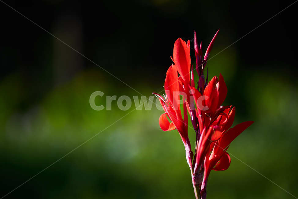 빨간꽃,빨강꽃,레드,빨간색,접사,정열적인색,식물,자연,plants,nature,꽃,flower