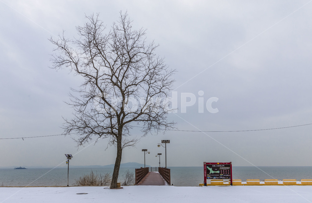 설경,장봉도,공원,바닷가,휴가,선착장,외톨이나무,겨울,계절,winter,season,자연,풍경,nature,landscape,outdoors,옥외