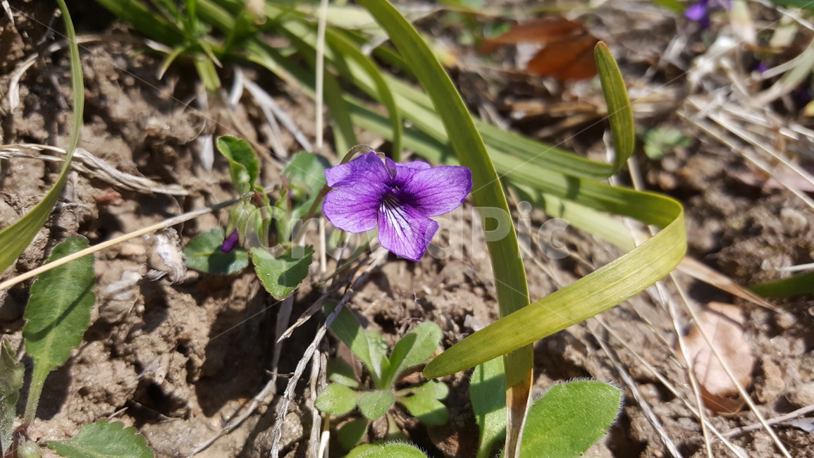 제비꽃,봄꽃,flower,식물,자연