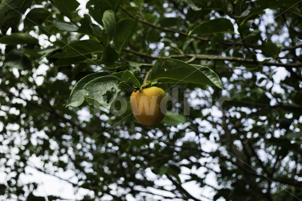 감,가을,단감,과일,시골,식물,자연,plants,nature,음식,식재료,요리,food,cook,meal,dishes,food reserves,과일,열매,fruit