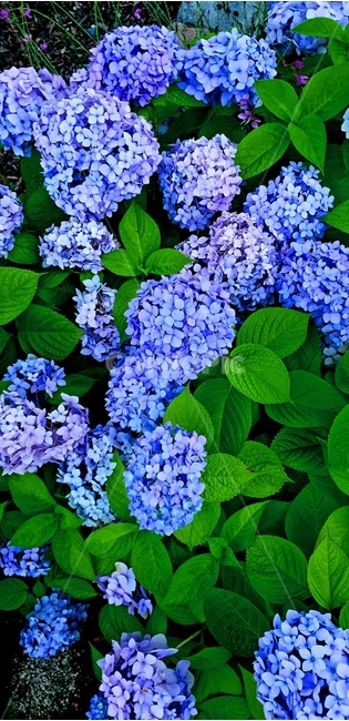 꽃,flower,blue,수국,화단,식물,자연,plants,nature,꽃,flower