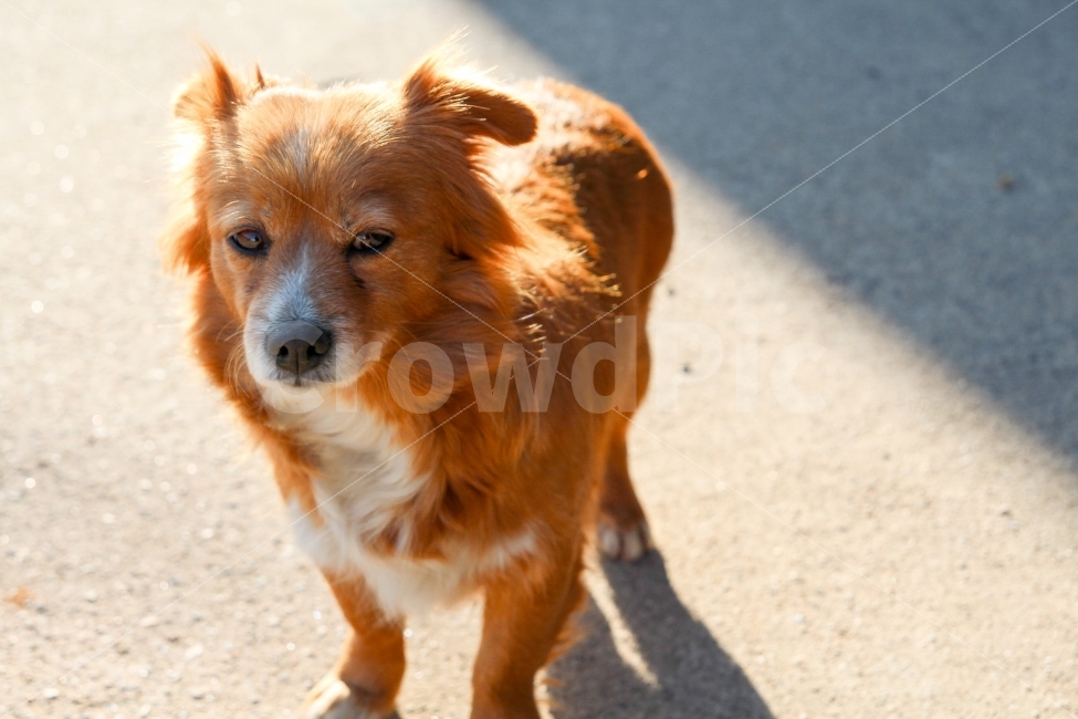 개,강아지,시골,똥개,화성시,황구,따듯함,여유,느긋함,동물,animal,개,강아지,dog,doggy,포유류,mammal