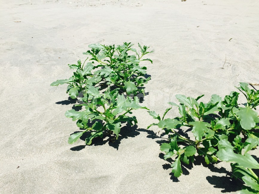 모래,바닷가,풀,바람,여름,쨍쨍