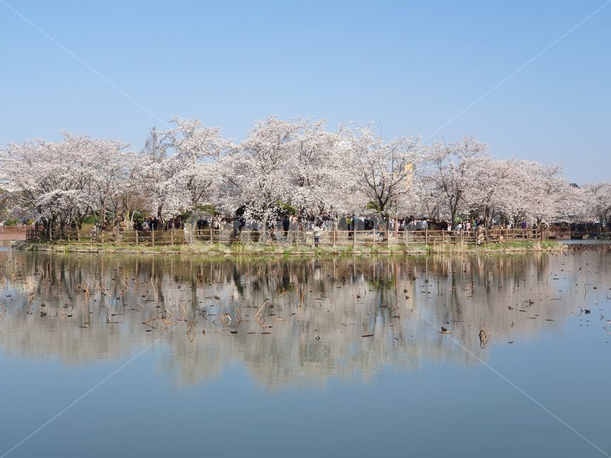운천저수지,벚꽃,벚나무,저수지,광주서구,쌍촌동,벚꽃명소,봄,계절,spring,season,자연,풍경,nature,landscape,plant,식물