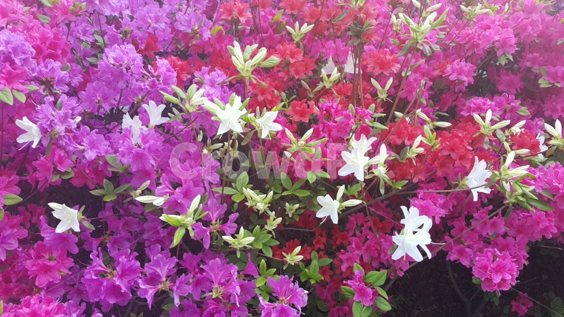 꽃,봄,꽃잎,식물,분홍색,진달래,flower,spring,petal,plant,pink,azalea
