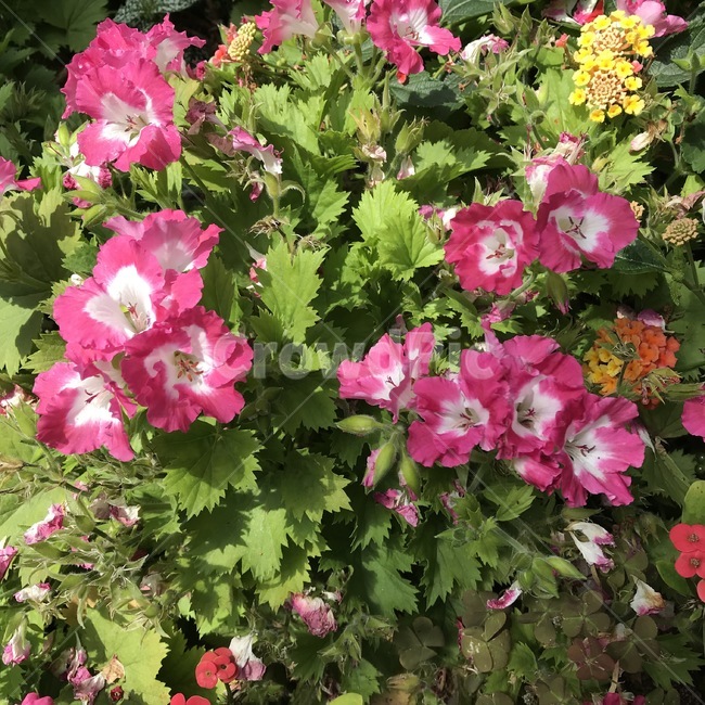 꽃,식물,자연,flower,plants,nature