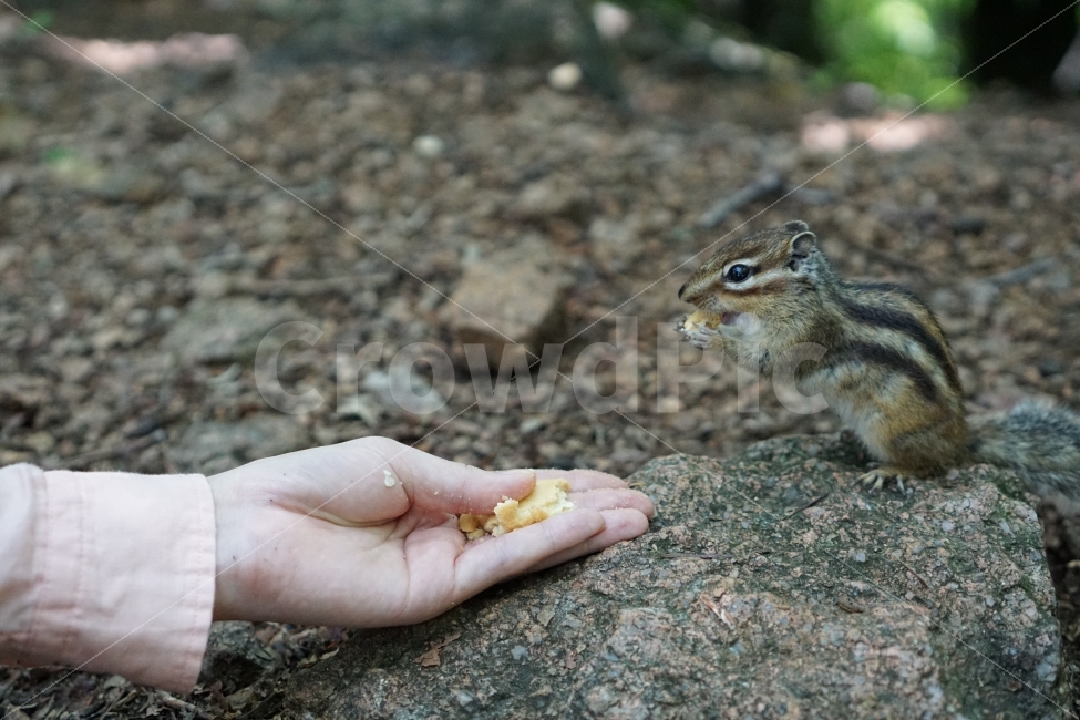 사람,친구,다람쥐,먹이주기,동물친구,공생,동물,animal,포유류,mammal,사람,인물,인간,human,person,신체일부,몸,body