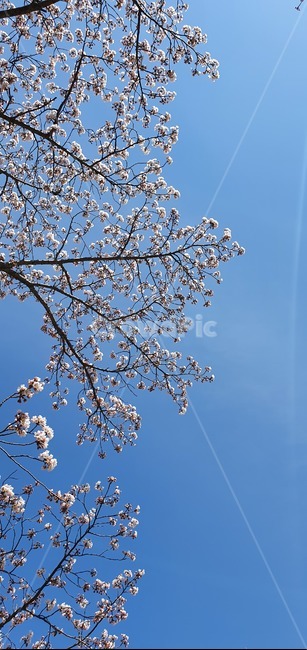 벚꽃,cherryblossom,꽃,봄,plant