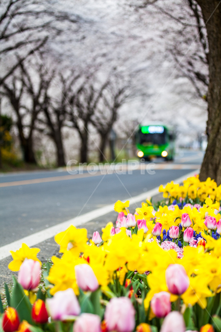 튤립,plant,식물,차량,교통,bus,버스
