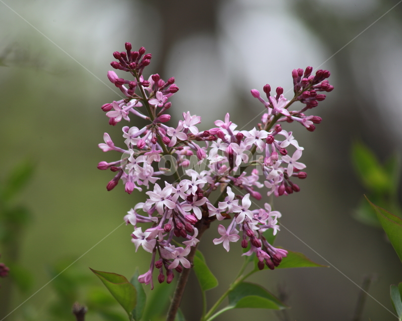 라일락,라라꽃,꽃,봄,commonlilac,수수꽃다리