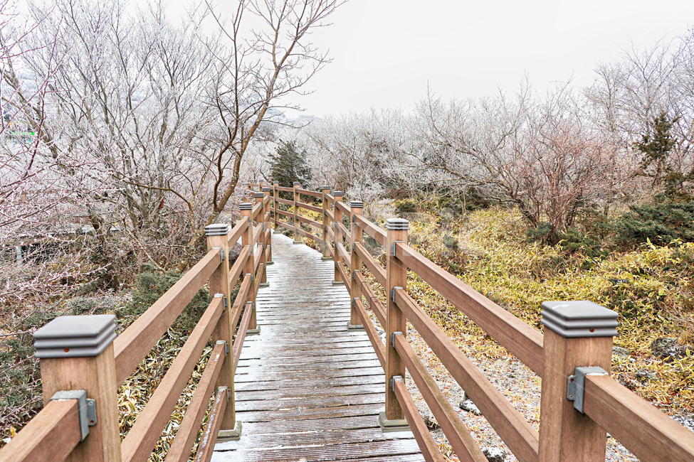 제주도,한라산,1100고지,한라산1100고지,설경,눈꽃,눈,겨울,snow,옥외,자연,다리,bridge,산책로,boardwalk