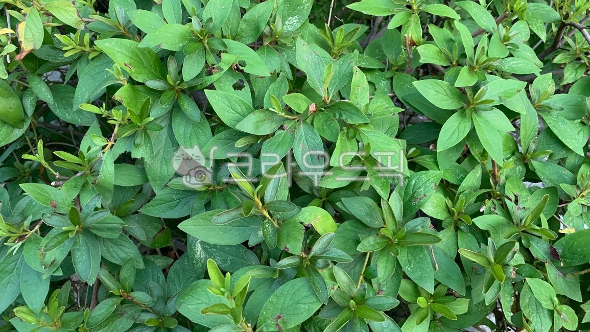 leaf, 잎, plant, 식물, 잎사귀, 사진,이미지,일러스트,캘리그라피 - Nartzzu작가