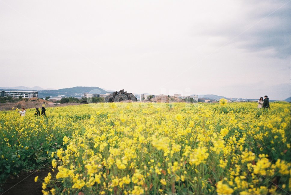 grassland,목초지,field,들,자연,nature,옥외,outdoors,인간,person,사람,유체꽃,제주도,꽃,오름,구름