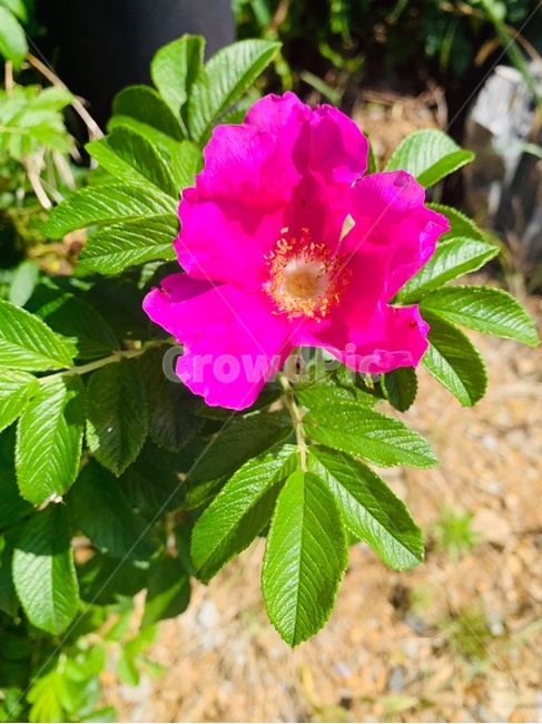 꽃,보라색,보라꽃,보라색꽃,flower,purple,purpleflower
