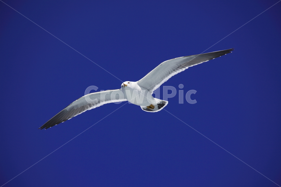 갈매기,바다새,대형조류,commongull,mewgull,laruscrassirostris,괭이갈매기,동물,animal,조류,새,birds