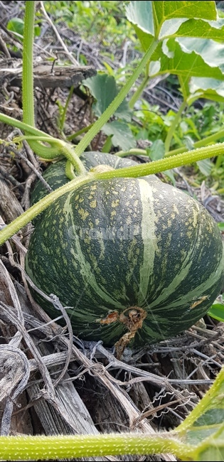 food,음식,식물,plant,호박