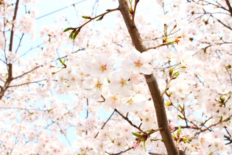 풍경사진,봄,식물,꽃,감성사진,하늘,벚꽃,자연,spring,flower,cherryblossoms,감성,봄,계절,spring,season,식물,자연,plants,nature,꽃,flower,plant