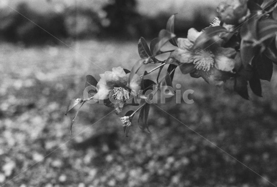 꽃,flower,꽃잎,동백,동백꽃,흑백,모노톤,monochrome,black and white